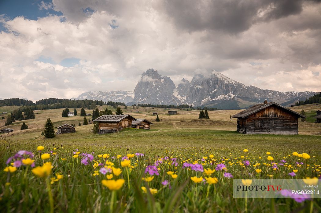 View of Sassolungo and Sassopiatto mounts from Alpe di Siusi or Seiser Alm, dolomites, Trentino Alto Adige, Italy