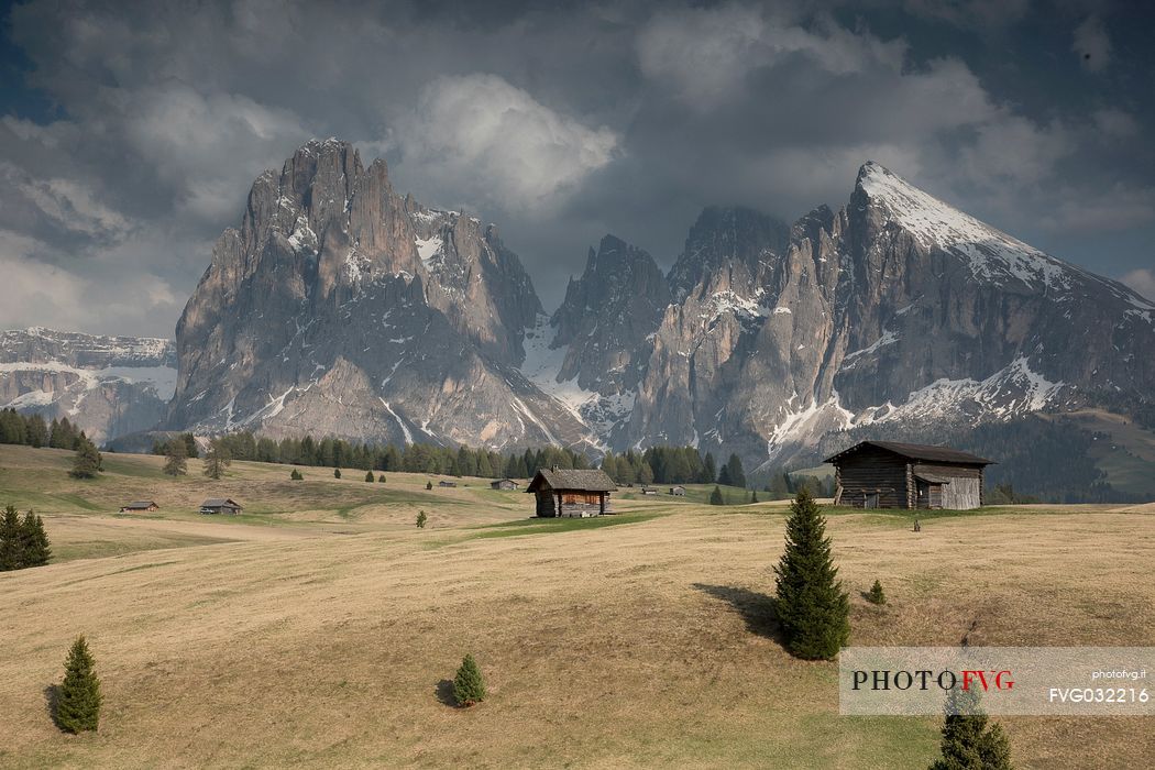 View of Sassolungo and Sassopiatto mounts from Alpe di Siusi or Seiser Alm, dolomites, Trentino Alto Adige, Italy