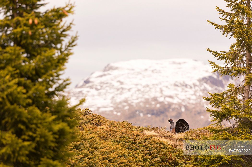 Grouse or Tetrao urogallus or Eurasian Capercaillie in the Paneveggio Pale di San Martino national park, dolomites, Italy