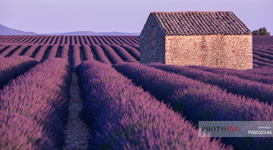 Lavander field near Valensole, Provence, France