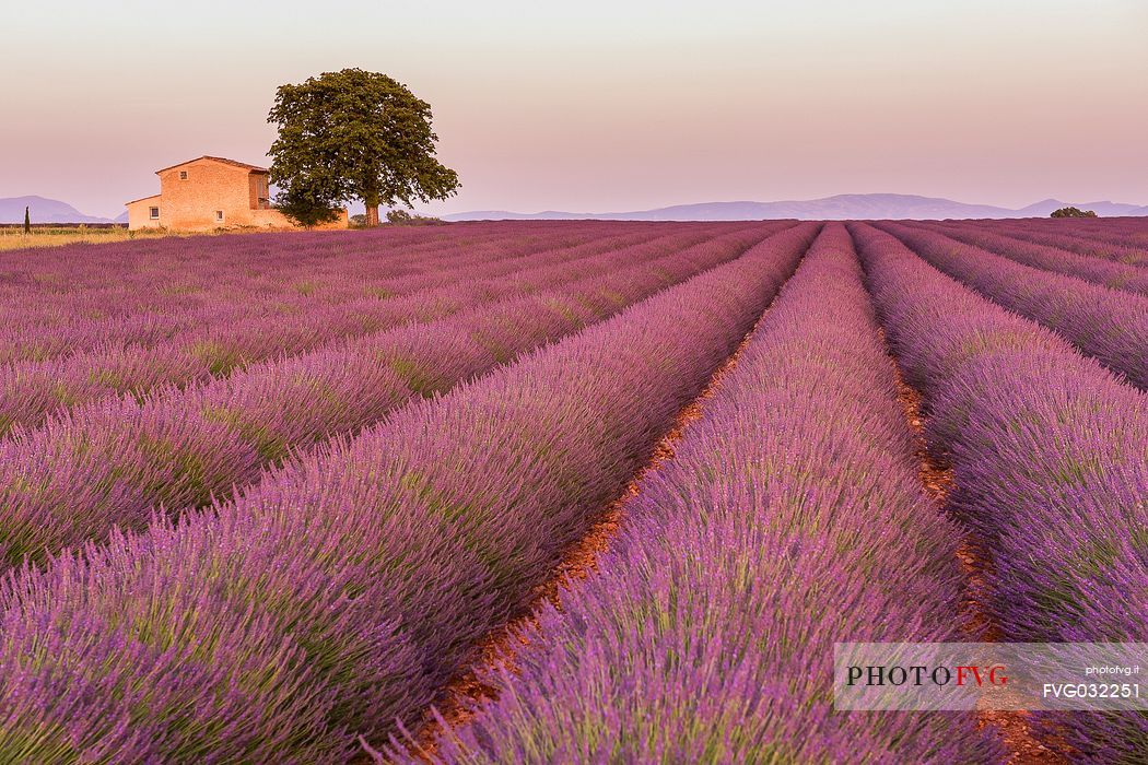 Sunset in the lavander fields in Valensole, Provence, France