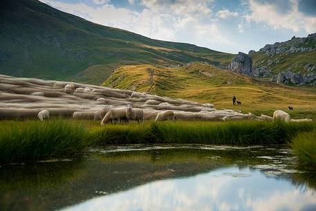 Flock of sheep on the way to Baste lake, Mondeval, dolomites, Italy Flock of sheep on the way to Baste lake, Mondeval, dolomites, Italy