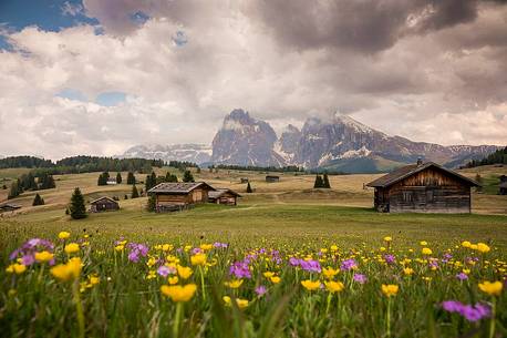 View of Sassolungo and Sassopiatto mounts from Alpe di Siusi or Seiser Alm, dolomites, Trentino Alto Adige, Italy