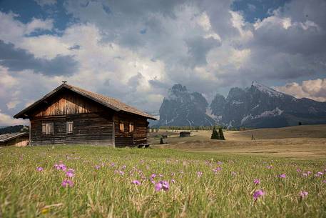 View of Sassolungo and Sassopiatto mounts from Alpe di Siusi or Seiser Alm, dolomites, Trentino Alto Adige, Italy