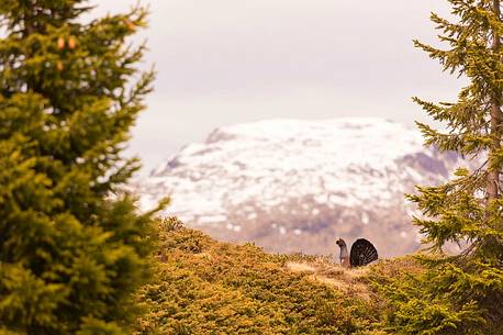 Grouse or Tetrao urogallus or Eurasian Capercaillie in the Paneveggio Pale di San Martino national park, dolomites, Italy Grouse or Tetrao urogallus or Eurasian Capercaillie in the Paneveggio Pale di San Martino national park, dolomites, Italy