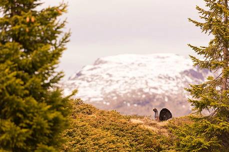 Grouse or Tetrao urogallus or Eurasian Capercaillie in the Paneveggio Pale di San Martino national park, dolomites, Italy