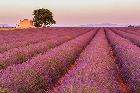 Sunset in the lavander fields in Valensole, Provence, France