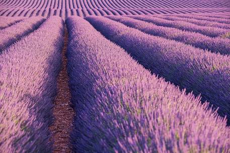 Lavander field near Valensole, Provence, France