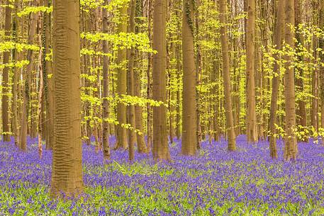 Bluebells in bloom at Hallerbos forest, Belgium