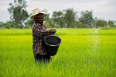 Farmer planting rice in Chiang Rai, Thailand Farmer planting rice in Chiang Rai, Thailand