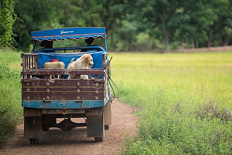 Truck on the way to rice plantation, Chiang Rai, Thailand Truck on the way to rice plantation, Chiang Rai, Thailand