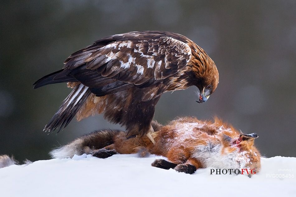 Golden Eagle on dead Red Fox in Utajrvi (Finland)