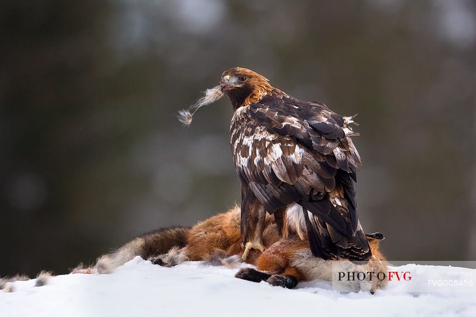 Golden Eagle on dead Red Fox in Utajrvi (Finland)