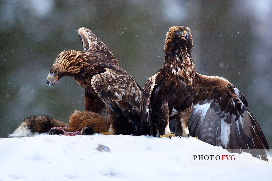 Golden Eagle on dead Red Fox in Utajrvi (Finland)