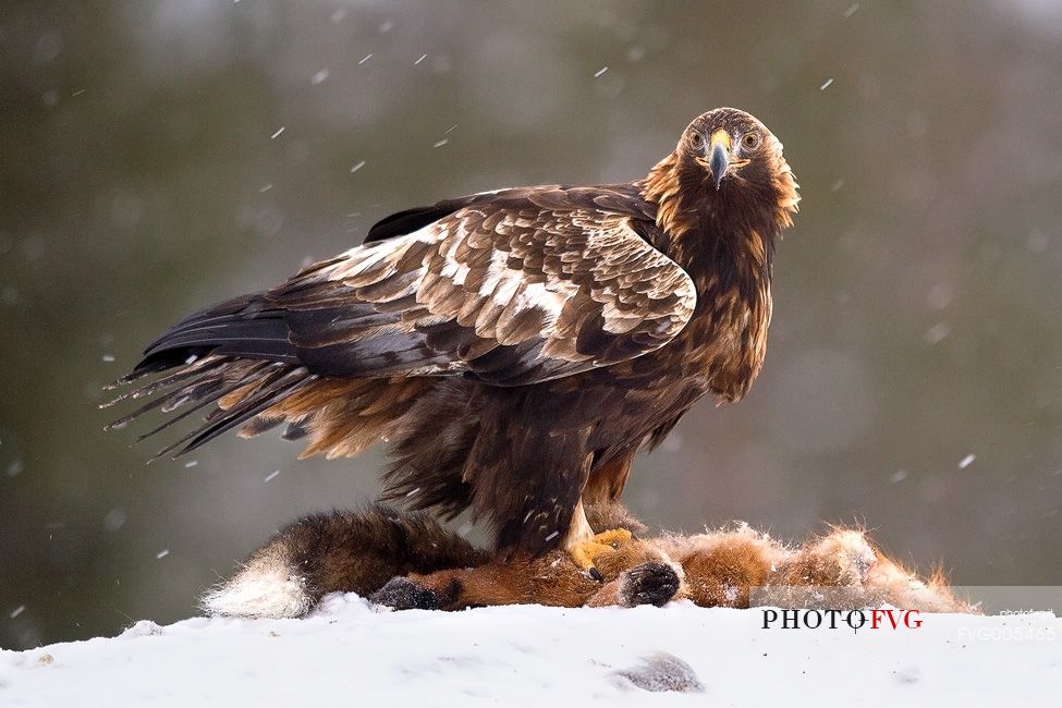 Golden Eagle on dead Red Fox in Utajrvi (Finland)