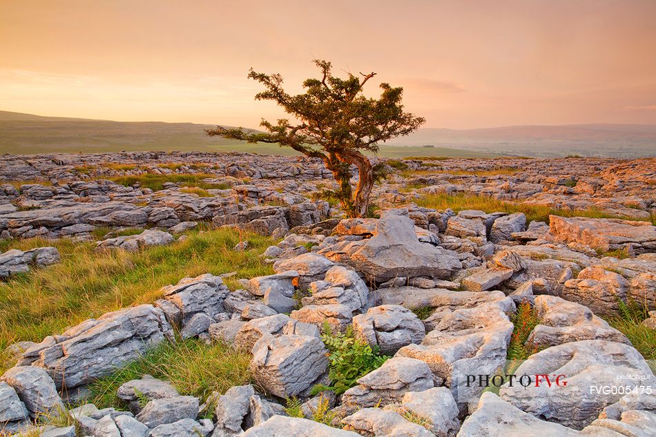 North Yorkshire, Ingleton. The trees grow on a plateau of limestone. 
The strength of this trees and the forms are amazing.
Here at the first light of the day.