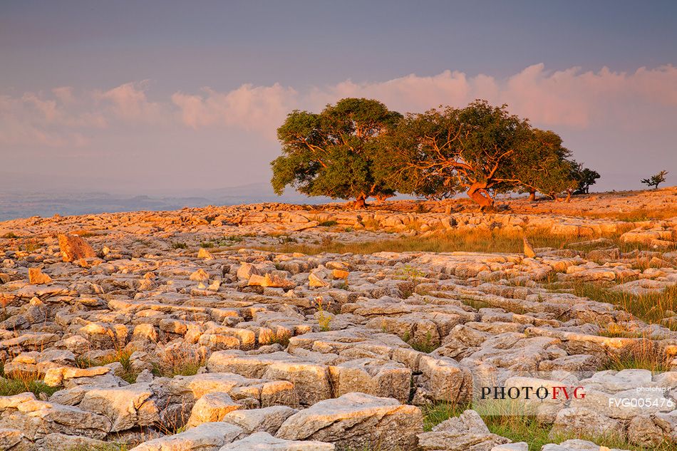 North Yorkshire, Ingleton. The trees grow on a plateau of limestone. 
The strength of this trees and the forms are amazing.
Here at the first light of the day.