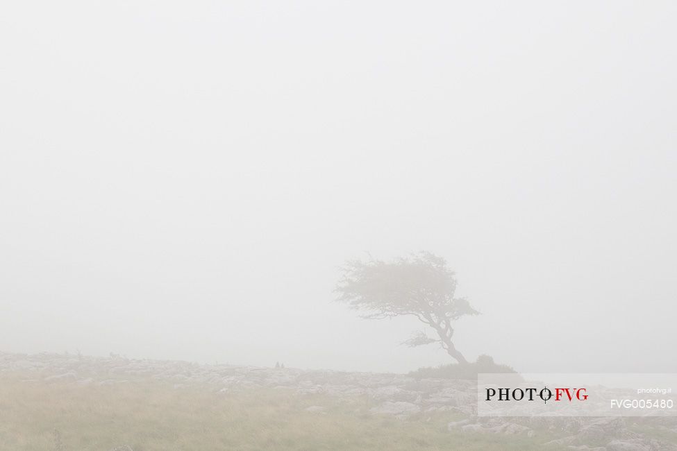 North Yorkshire, Ingleton. The trees grow on a plateau of limestone. 
The strength of this trees and the forms are amazing.
Here at the first light of the day.