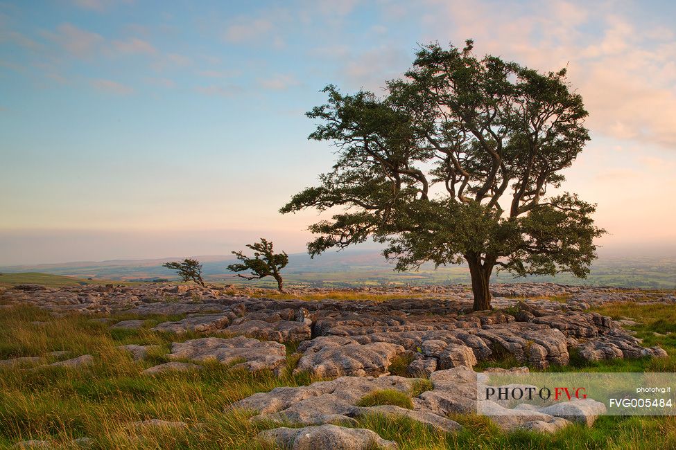 North Yorkshire, Ingleton. The trees grow on a plateau of limestone. 
The strength of this trees and the forms are amazing.
Here at the first light of the day.