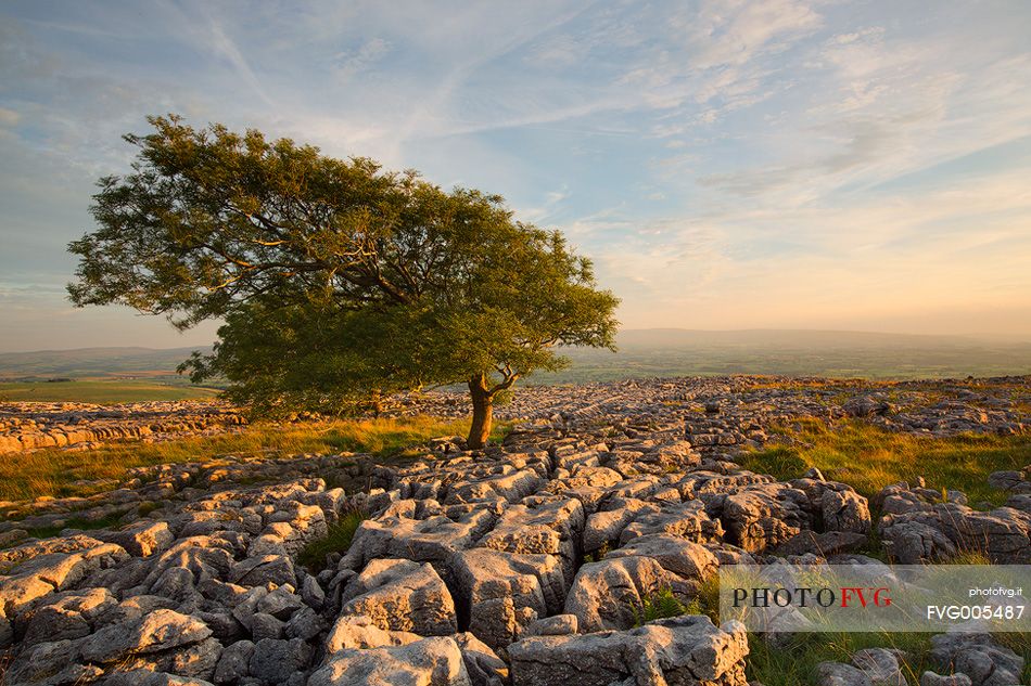 North Yorkshire, Ingleton. The trees grow on a plateau of limestone. 
The strength of this trees and the forms are amazing.
Here at the first light of the day.