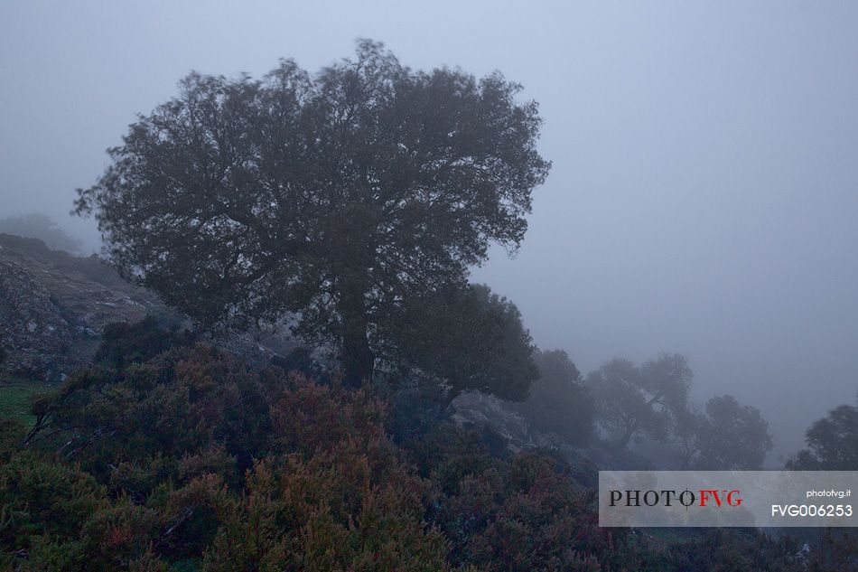 Barbagia of Seulo. Monte Perdedu and its forests shrouded in mist