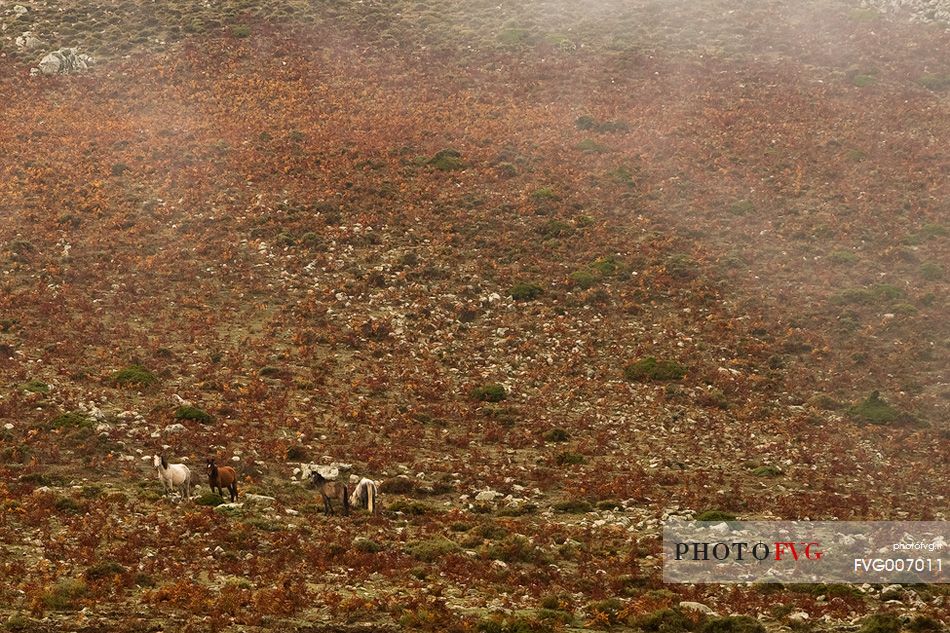 Wild horses in the pasture.
Autumn in Barbagia in Perdedu Mountain