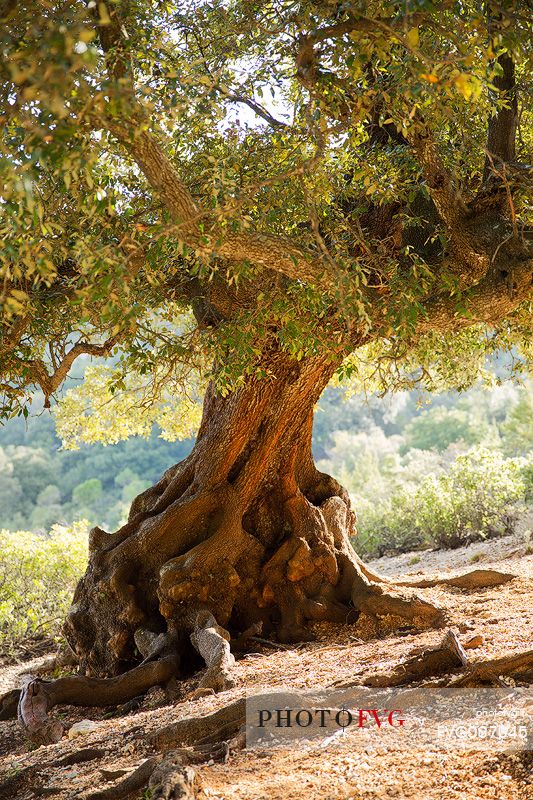 Characteristic tree illuminated by the first light of day, along the trek that leads to Cala Goloritz