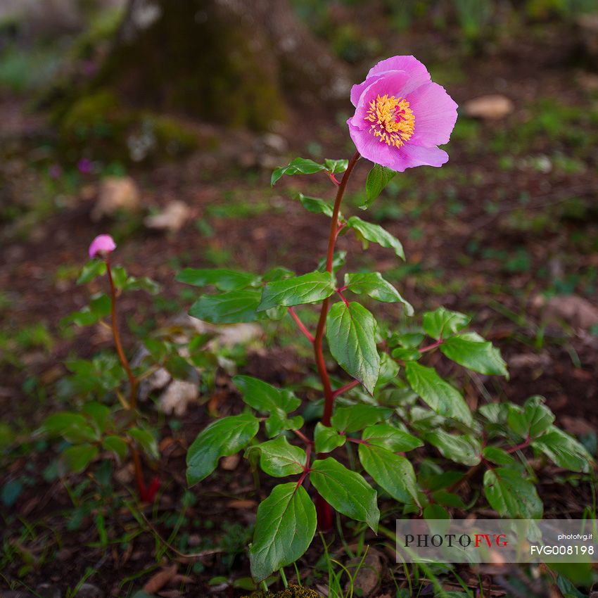Paeonia taken among the mountains of the Barbagia of Seulo