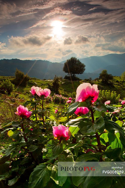 Barbagia of Seulo. One of the wildest and most fascinating region of Sardinia. In this image protagonists Peonies, which are, in spring, authentic gardens in the open