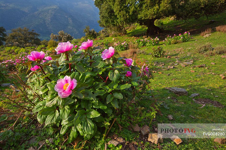 Barbagia of Seulo. One of the wildest and most fascinating region of Sardinia. In this image protagonists Peonies, which are, in spring, authentic gardens in the open