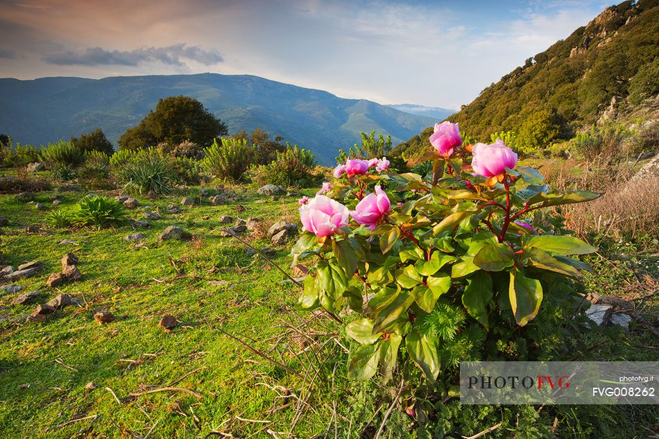 Barbagia of Seulo. One of the wildest and most fascinating region of Sardinia. In this image protagonists Peonies, which are, in spring, authentic gardens in the open