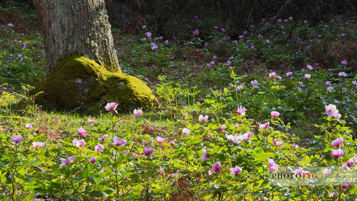 Paeonia garden (in the wood of the Barbagia)