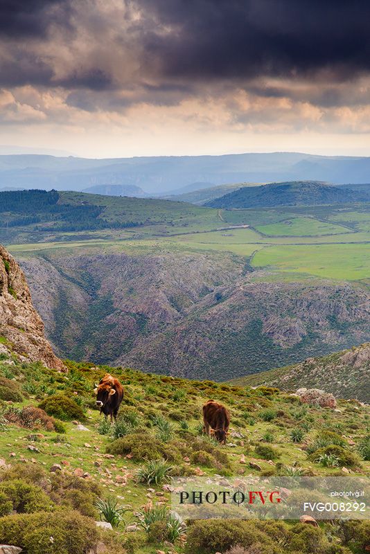 Cows grazing on Perdedu Mount in the Barbagia of Seulo. It is located in the National Park of Gennargentu and Gulf of Orosei. Barbagia di Seulo, Seulo, Cagliari, Sardegna, Sardinia, Italy, Italia
 