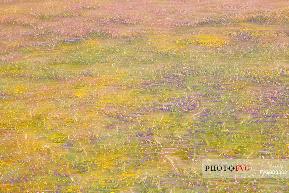 Colored blooming along the Poetto beach in Cagliari