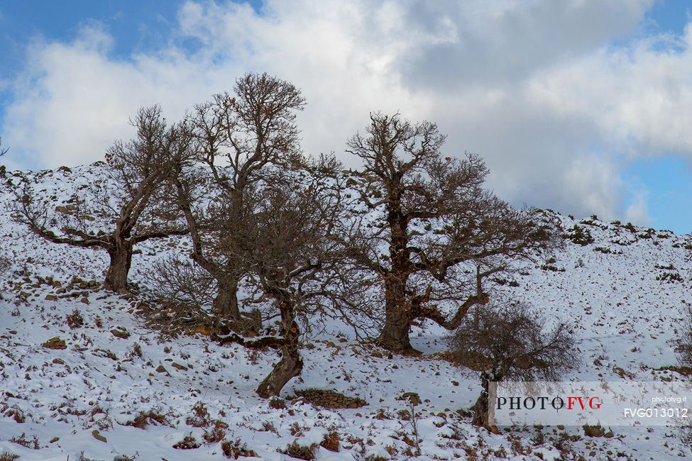 The sardinian cold winter in the Barbagia of Seulo