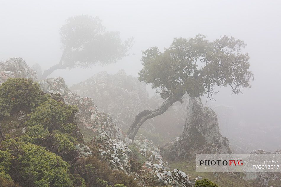 Atmosphere and fog at Monte Perdedu