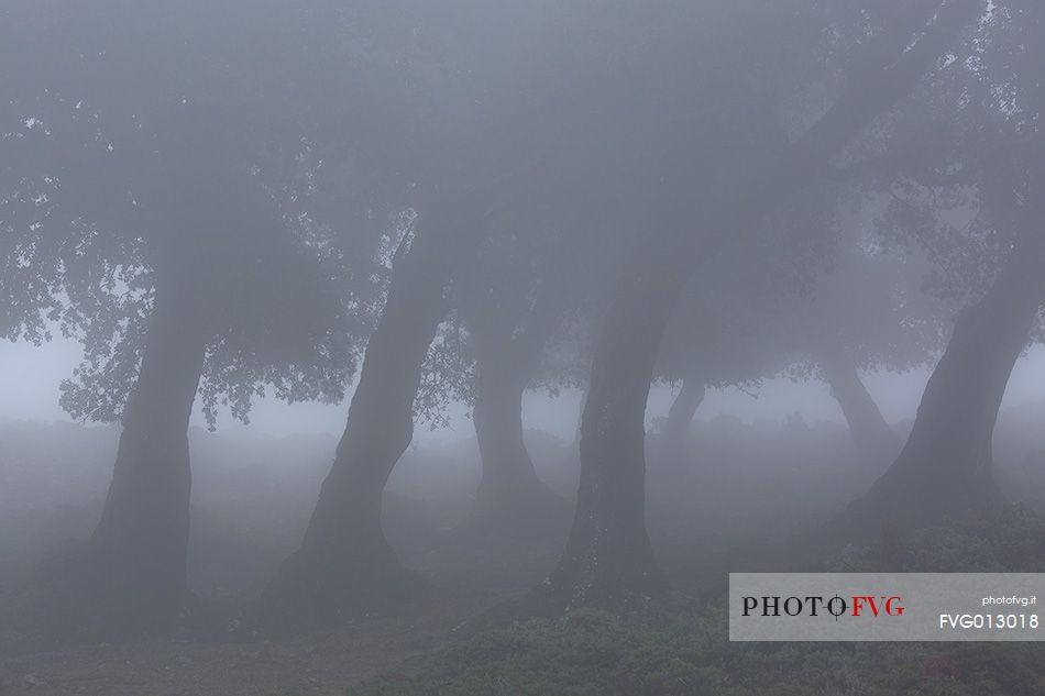 Atmosphere and fog at Monte Perdedu