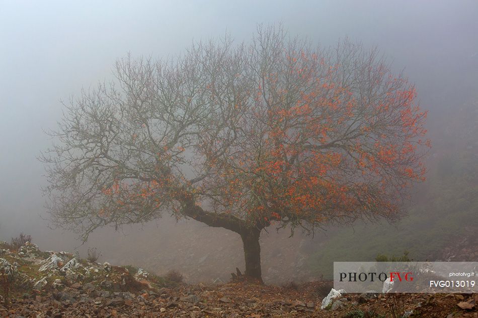 Atmosphere and fog at Monte Perdedu