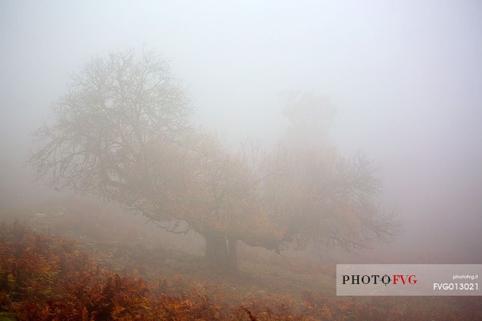 Atmosphere and fog at Monte Perdedu