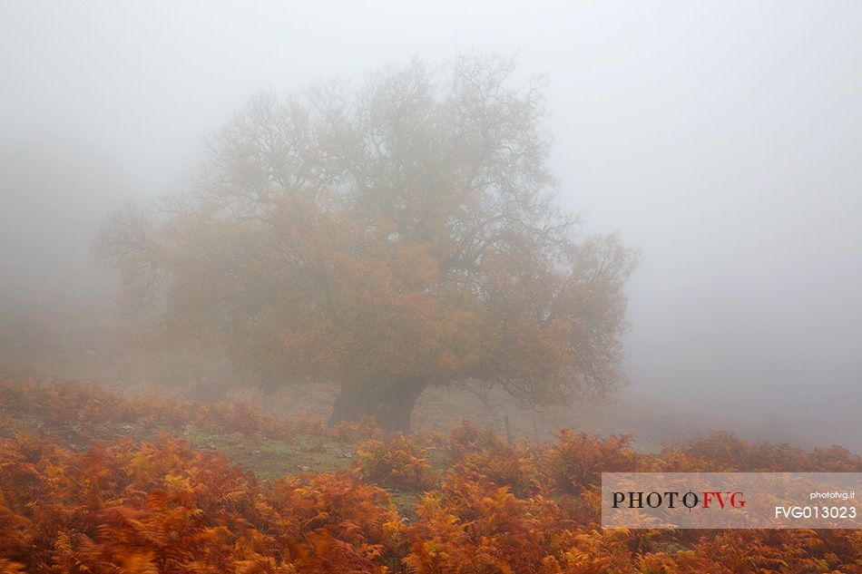 Atmosphere and fog at Monte Perdedu