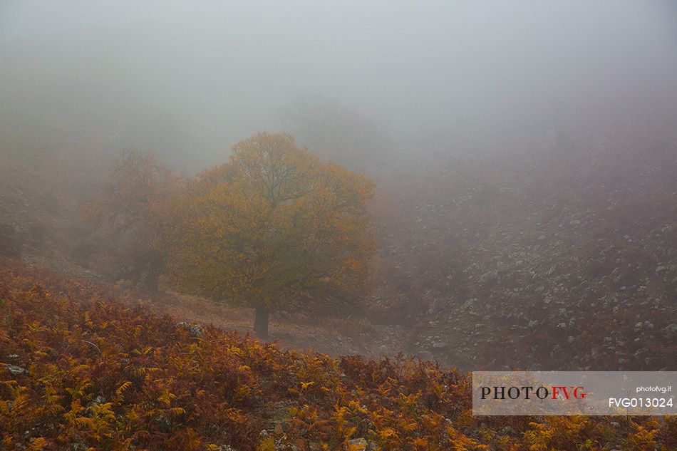 Atmosphere and fog at Monte Perdedu