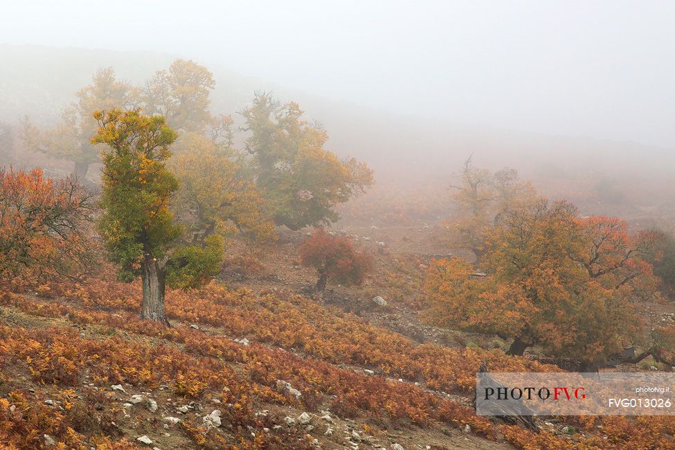 Atmosphere and fog at Monte Perdedu