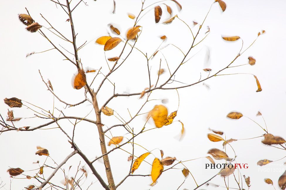 Autumn colors in Barbagia (Sardinia)