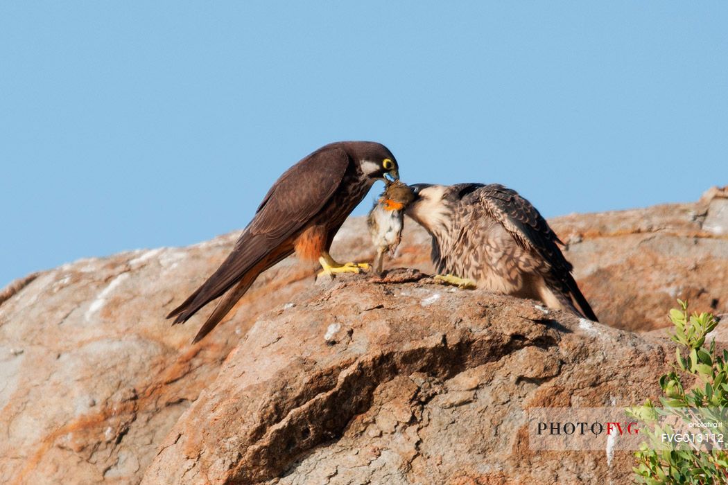 Falco Eleonora in its natural environment, an extraordinary bird