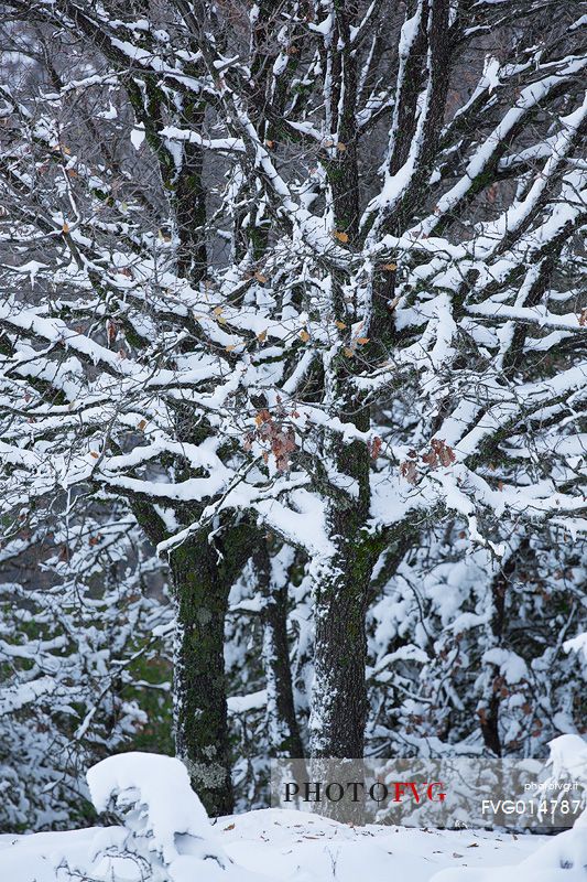 Snow cloaked in white landscape in the Barbagia of Sardinia. The trees alone or in small groups are like living sculptures in a landscape fairy