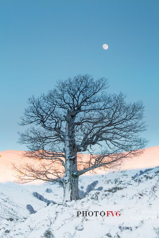 Snow cloaked in white landscape in the Barbagia of Sardinia. The trees alone or in small groups are like living sculptures in a landscape fairy