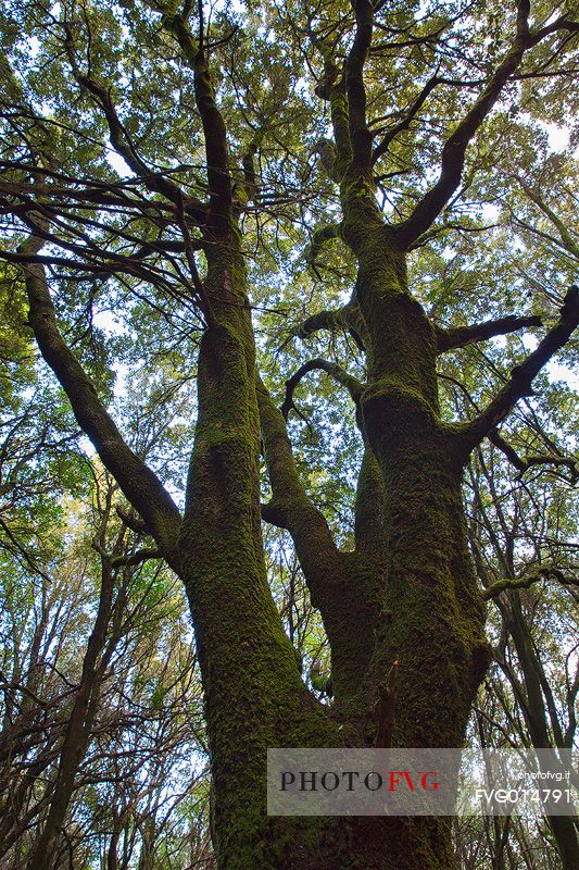 The trees alone or in small groups are like living sculptures in a landscape fairy, Sulcis-Iglesiente, Sardinia, Italy