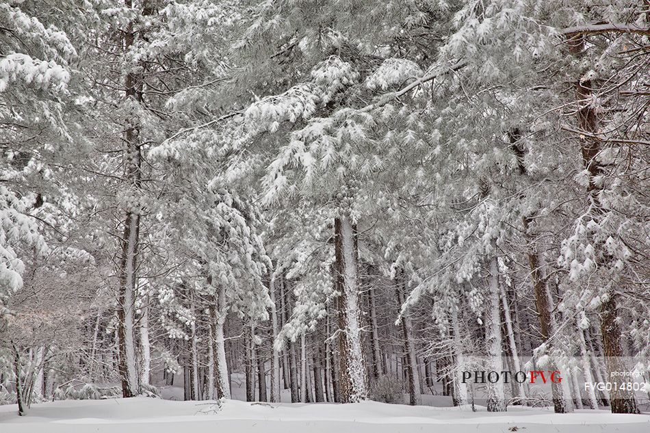 Snow cloaked in white landscape in the Barbagia of Sardinia. The trees alone or in small groups are like living sculptures in a landscape fairy