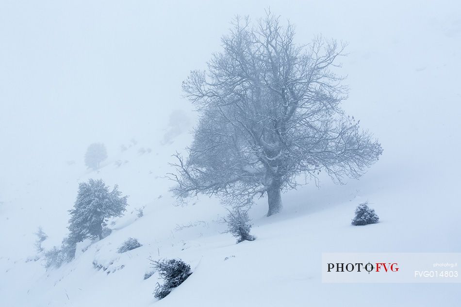 Snow cloaked in white landscape in the Barbagia of Sardinia. The trees alone or in small groups are like living sculptures in a landscape fairy
