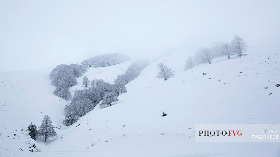 Snow cloaked in white landscape in the Barbagia of Sardinia. The trees alone or in small groups are like living sculptures in a landscape fairy